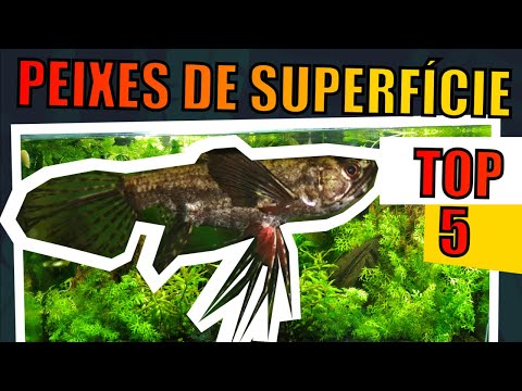 🔴20 PEIXES QUE VIVEM COM COBRINHA KUHLI, Mr. Betta