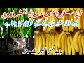Cold Storage Part (1) | Banana Cold Storage | Pakistan | Business Khulasa |