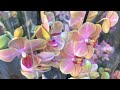 ОРХИДЕИ в ОБИ МЕГА-Парнас (СПб). Прекрасные мультифоры и даже немного орхидейной уценки.