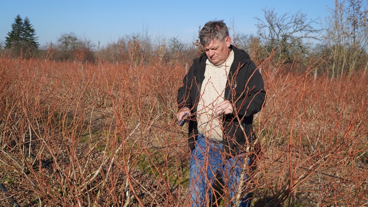 Borówka – zabiegi po cięciu