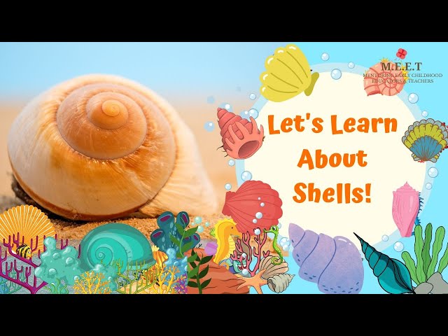 Let's learn About Shells! | What are shells made of? | marine animals| educational videos for kids class=