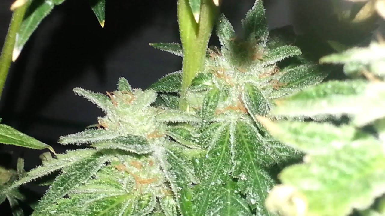 Harvest day ✂✂✂✂✂✂✂😤