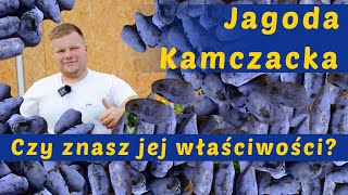 JAGODA KAMCZACKA - LECZNICZE OWOCE W TWOIM OGRODZIE (Konkretny poradnik)