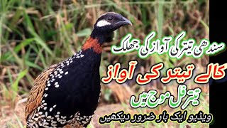 Sindhi Tetar | Sindhi Kala Tetar | Sindhi Tetar Voice | Sindhi Tetar Ki Awaz 2022