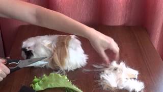 Haircut the guinea pig. Funny animals. Стрижка морской свинки Haircut the guinea pig. Funny animals. Стрижка морской свинки