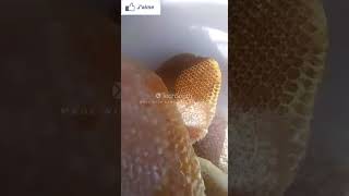 طريقة قطع العسل من أولاد احمامة ج اولاد محمد