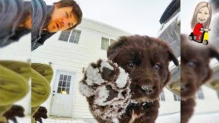 САМЫЕ МИЛЫЕ ЖИВОТНЫЕ, КОТОРЫХ ХОЧЕТСЯ ЗАБРАТЬ СЕБЕ ДОМОЙ // МоМо САМЫЕ МИЛЫЕ ЖИВОТНЫЕ, КОТОРЫХ ХОЧЕТСЯ ЗАБРАТЬ СЕБЕ ДОМОЙ // МоМо