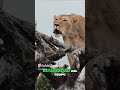 Cosas que no sabías de los leones