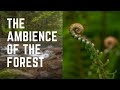 The Ambience Of The Forest-Landscape Photography