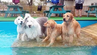 수영장에서 벌어진 강아지 웃긴영상 모음 레전드ㅋㅋㅋ