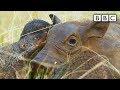 Spy warthog gets pampered by mongooses | Spy in the Wild - BBC