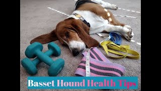 Basset Hound Health Tips