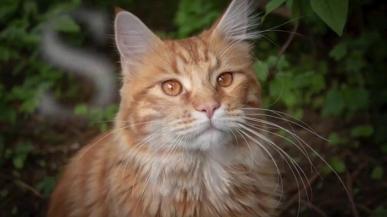 Flammensterns Geschichte (ausgedacht)