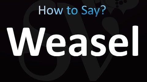 How to Pronounce Weasel (correctly!)