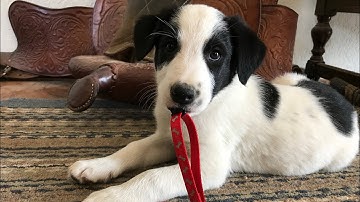 Preparing your new Herding Puppy for livestock training.