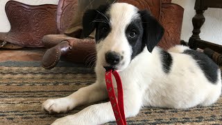 Preparing your new Herding Puppy for livestock training. by BWR Stockdog Training 5,811 views 1 year ago 27 minutes