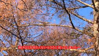 今年最初のアチャー～！！ゴム動力飛行機の災難