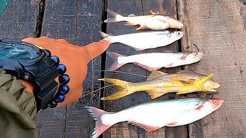 Giăng Tay Lưới Cá Xác Gở Cá Mỏi Tay #66TV #sănbắtđồngtháp #mekongriverfish