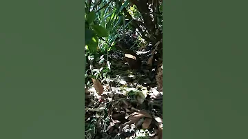 Weka Calling 