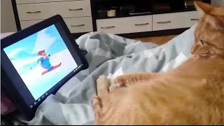 Кошка мультик смотрит Кошка мультик смотрит
