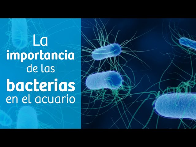 Bacterias en el acuario · Función y tipos 🦠 