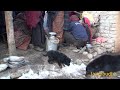 cleaning the plate || Nepal || village life || himalayan life ||