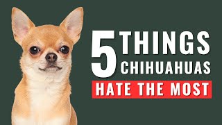 5 Things Chihuahua Dogs Hate The Most