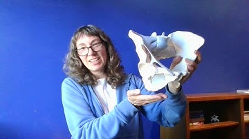 Pelvic Orientation 2