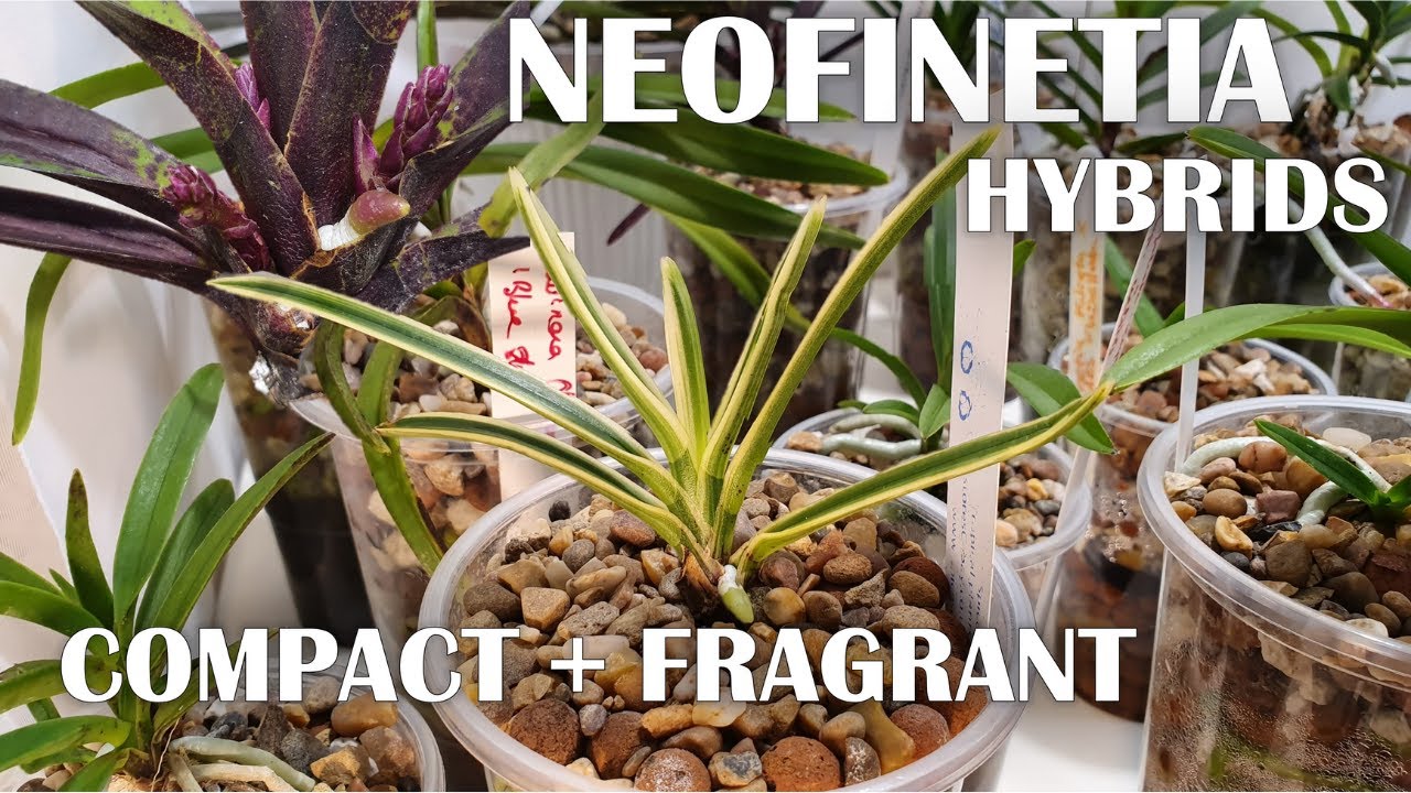 Neofinetia Hybrids : Introduction To My Collection + Care Tips 