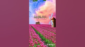 #سورة_الإخلاص #تلاوات #القران_الكريم #تلاوة #اسلام_صبحي #تلاوة_خاشعة #سورة_الاخلاص #القرآن_الكريم
