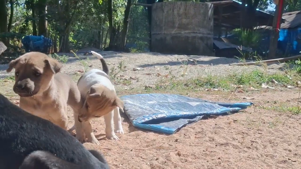 Baby dog cute🐶😘  