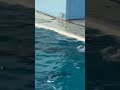 イルカはやはりスター♡#八景島シーパラダイス #japan #yokohama #seaparadise #日本 #dolphin #aquarium #水族館 #海豚 #横浜