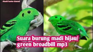 Suara burung madi hijau/green broadbill mp3