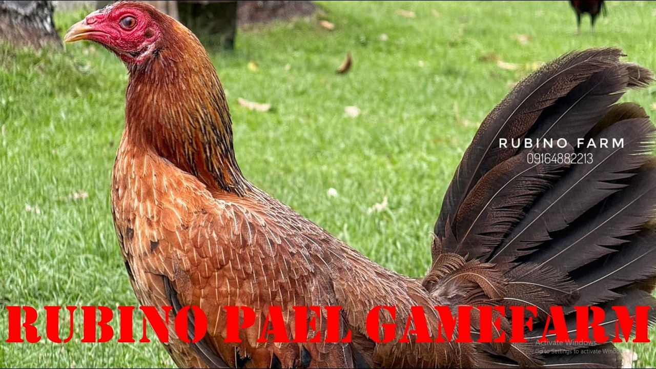 Lets Visit The Farm Of Rubino Peal Gamefarm