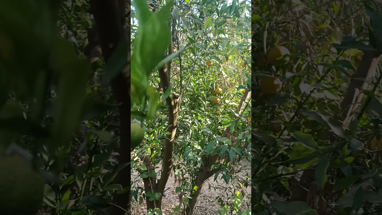 مسافات الزراعه لأشجار الموالح