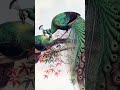 ময়ূর #tag### viral video #tags##