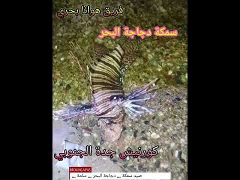 صيد سمكة دجاجة البحر السامة والخطيرة جدة ٢٠١٨