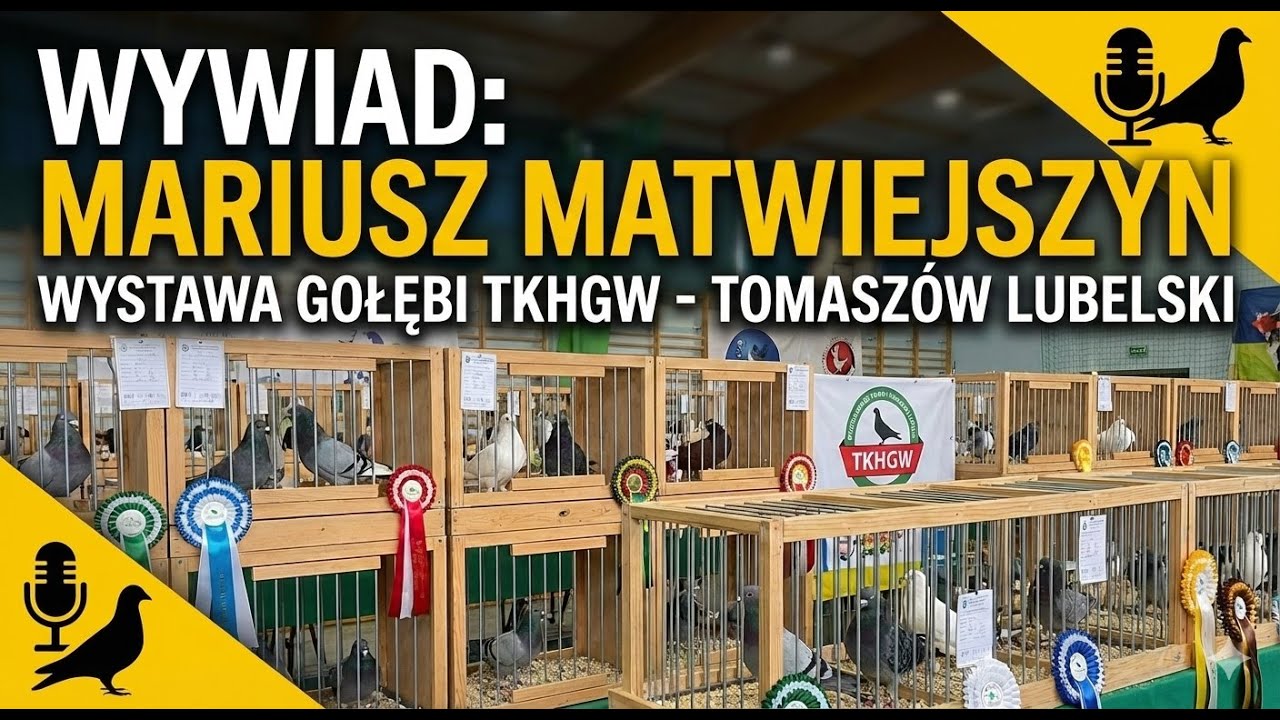 400 LAT LEGENDARNYCH LOTÓW: Gołębie Zamojskie (Perskie) – Majestat na Niebie Zamojszczyzny!