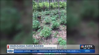 Marijuana farm with more than 23,000 plants discovered in East Texas