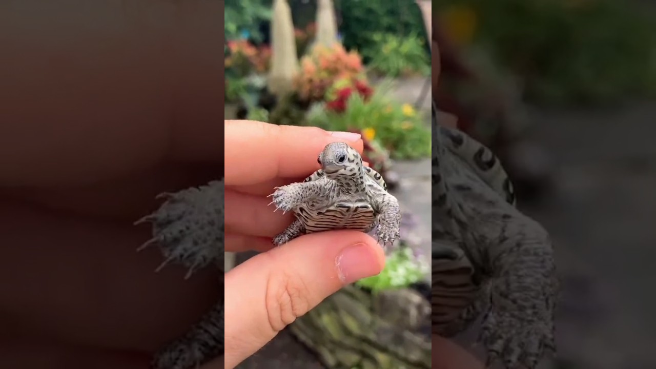 incredible animal transformation !!