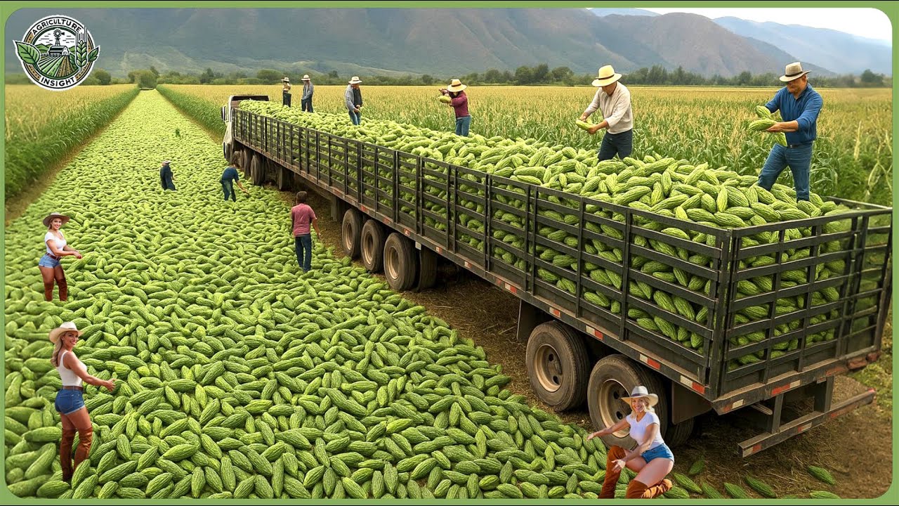 The 2025 Harvest Rush - How Farmers Reap 9.8 Billion Tons of Crops In Massive Harvests