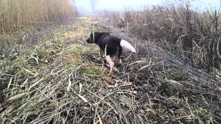 Mali Minsterlender Tref-Small Munsterlander