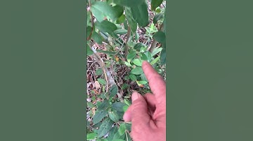 Kìa bụi Sim rừng