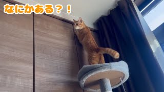 何かを見つけた子猫が可愛すぎるwww