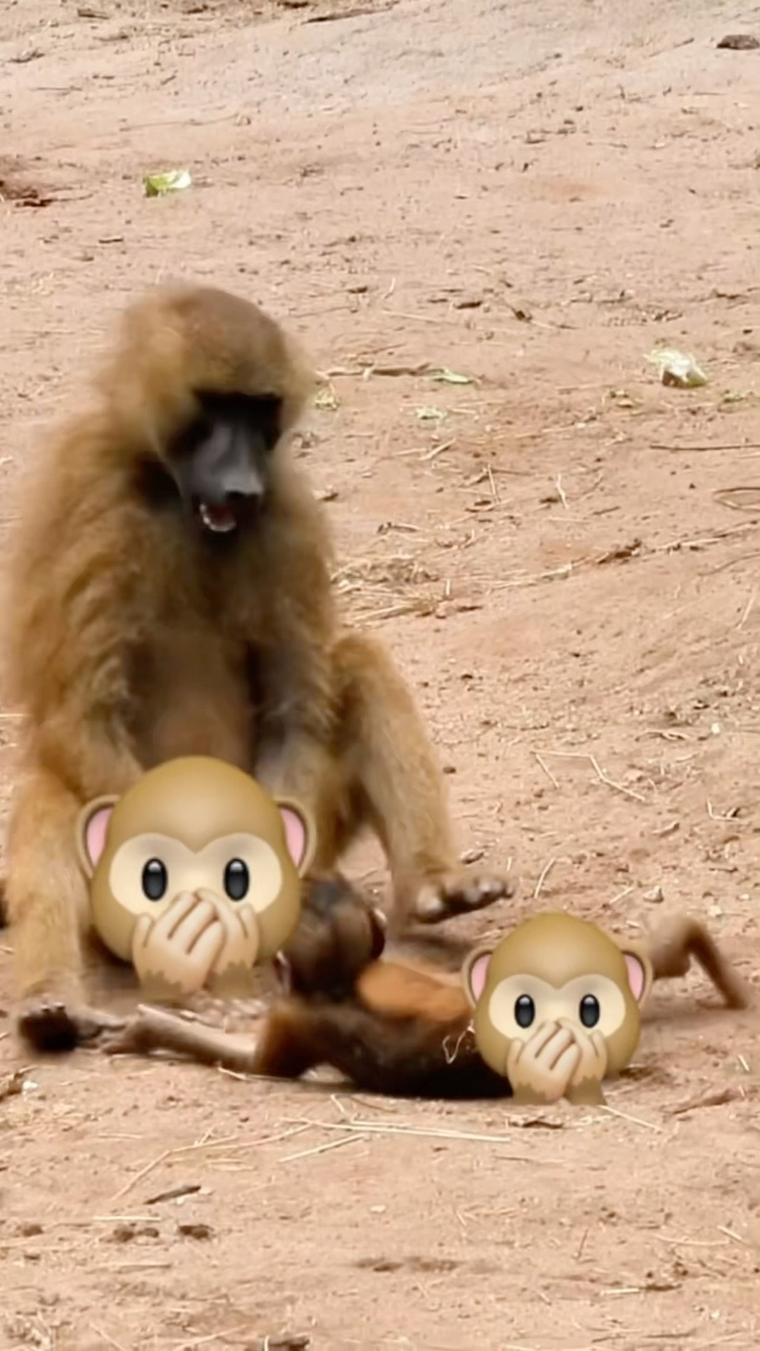 Monkeys Having Some Misunderstandings