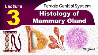 3b- Histology of Mammary gland part2-Female genital system