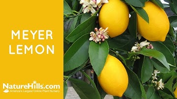 Improved Dwarf Meyer Lemon | NatureHills.com