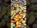 Cacao ambanja