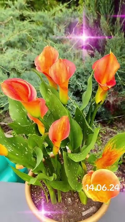 Каллы в горшках#рекомендации #cat #питомцы #love - YouTube