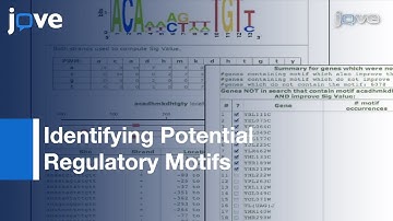 Using SCOPE To Identify Potential Regulatory Motifs in Coregulated Genes l Protocol Preview